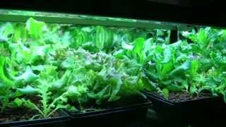 DIY Vermicomposting with HydroponicsVermiponics [upl. by Negriv]