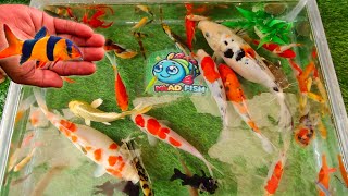 Unboxing Ikan Hias dalam Kotak Warna Warni Ikan Nemo Air Tawar Ikan Cupang Ikan Koi Ikan Glofish [upl. by Aleka30]