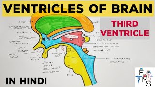 Ventricles of Brain  1  Third Ventricle [upl. by Aaberg]