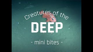 Pacific Ocean Perch  Creatures of the Deep Mini Bites [upl. by Formenti]