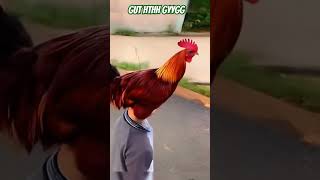 comedy funny memes chicken youtube music love magic end 3 [upl. by Ambler846]