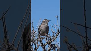 CALANDRIA MORA CANTANDO aves pajaros naturaleza birds wildlife [upl. by Joung277]