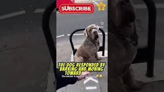 Dog parking station dogs animals dogbodylanguage doglover dogmanners pets dogperson funny [upl. by Oniotna162]