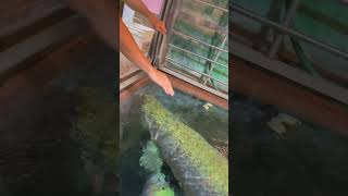 Arapaima gigas monster fish 🤯❤️ shorts monsterfish arapaimagigas viralshorts [upl. by Ennyroc]