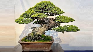 30 Best Plants for Bonsai  Best Trees for Bonsai Art  Plant and Planting [upl. by Tiraj]