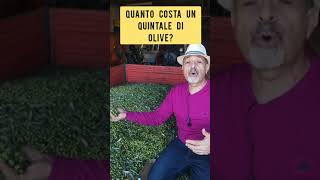 Ecco quanto costa un quintale di olive dal nord al Sud [upl. by Joanna421]