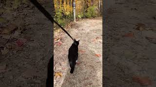 Walk 102524  Camina Runs To Her Favorite Spot II  Cox Arboretum cat nature hiking [upl. by Wolff]