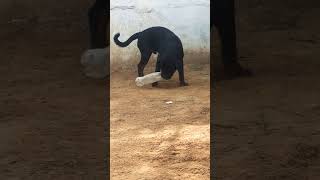 Rottweiler Puppy Playing  🦮🦮 rottweilerdog rottweilerpuppy rottweilerplaying [upl. by Evin]