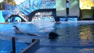 Tilikum Performing at SeaWorld Orlando Dec 2013 [upl. by Keyek]