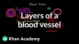 Layers of a blood vessel  Circulatory system physiology  NCLEXRN  Khan Academy [upl. by Eelrebma]