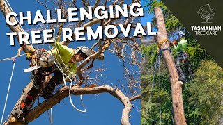 CHALLENGING TREE REMOVAL [upl. by Abate]