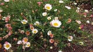 Shearing Plants to Encourage Flowers or Foliage by The Gardening TutorMary Frost [upl. by Kosey]