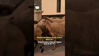 Shepherd and Sheep in Turkey A Day in Nature 🐑🇹🇷Türkiyede Çoban ve Koyunlar Doğanın İçinde [upl. by Flyn128]