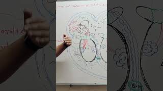 function of CHORDAE TENDINEAE MUSCLE in human heart 💝 Dr Rahul Dev Mishra [upl. by Nazar]