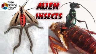 TOP 14 WEIRD na INSEKTO na NGAYON MO LANG Makikita [upl. by Esydnac]