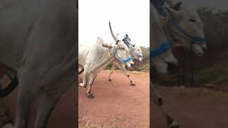 Vadisaleru bull race 🔥🔥🔥🥰  bull race Andhra 🔥🥰  shorts  ytshorts [upl. by Boland302]