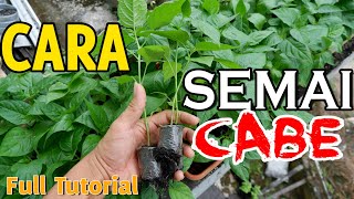 CARA MENYEMAI CABE RAWIT LENGKAP DARI 0 HINGGA SIAP TANAM [upl. by Etsyrk]