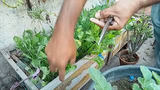 harvest day in my garden [upl. by Radec]