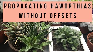 The Secret to Propagating Haworthia Succulents Fast No Offsets Needed  Angels Grove Co [upl. by Moyna]