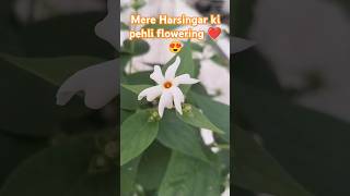 🌸🏵️Harsingar  parijat ka paudha हरसिंगार  पारिजात का पौधा first flowring [upl. by Bartolemo309]