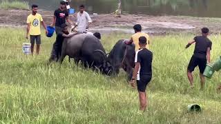 ☆☆ bullfight goa ☆☆ traditional bullfight ☆☆ India Goa ☆☆ goan bullfight ☆ 2024 ☆ [upl. by Aun]