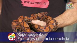 ReptilTV  Folge 37  Riesenschlangen  Teil 2  Boas [upl. by Ayidah531]