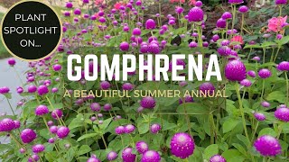 Gomphrena From Seed Summer amp Fall Blooming Sun Loving Drought Tolerant amp Deer Resistant Annual [upl. by Lysander577]