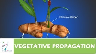 VEGETATIVE PROPAGATION [upl. by Hajed]