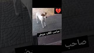 ردت فعل الكلب 💔 المغرب اكسبلور امازيغن أغانيمغربية ضحك حيوانات تربية الجزائر تونس تيكتوك [upl. by Jedthus]