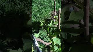 Growing new fig trees from cuttings 112124 [upl. by Yendroc]