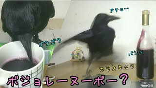 【赤ワイン】カラスにボジョレーヌーボーを与えてみた🍷 ミルぽんの逆襲w 20181124、カラス＆四つ足トリオ [upl. by Edythe]