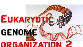 Eukaryotic genome organization 2  chromosome nucleosome [upl. by Anahsed]