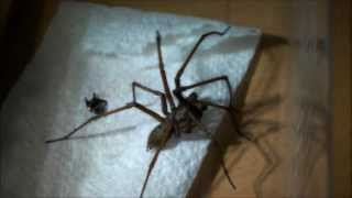 Giant House Spider Handling UK [upl. by Eltsyrc]