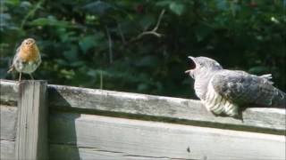 Robin Feeds Cuckoo [upl. by Garrard89]