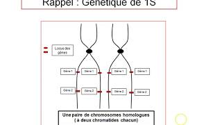 TS Rappel  Les notions de génétique de 1S [upl. by Avitzur]