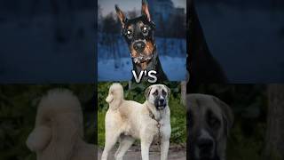 Pitbull VS cane corso Doberman VS Turkishkangal 🤯🤯🤯dog canecorso doberman turkishkangal short [upl. by Ekenna325]