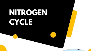 Nitrogen cycle 2nd year biology mdcatbiology environment [upl. by Engelbert79]