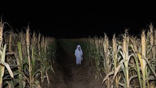 3 Creepy TRUE Cornfield Horror Stories V2 [upl. by Brod991]