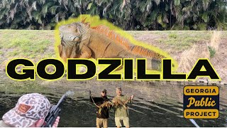 We killed GODZILLA Hunting Huge Iguanas in South Florida [upl. by Elsy]