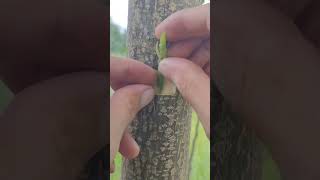 Fruit Trees Grafting Method🌳 growth forplants masters grafting plantlifecycle greenliving [upl. by Haelem]