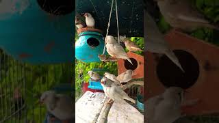 Zebra finch cage life  Finches bird  finch cute pet live birds nature [upl. by Osmen]