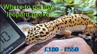 Leopard gecko starter kits [upl. by Kappel]