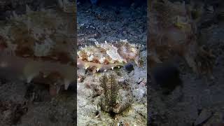 Каракатица scubadiving gopro scuba underwater travel bali scubadiving indonesia ocean [upl. by Laval473]