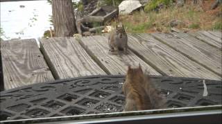 Squirrel Fight May 11 2012 [upl. by Ahseiyk986]