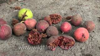 Ficus racemosa popularly known as cluster fig tree [upl. by Liggitt]