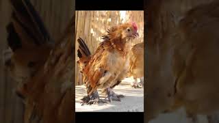 Cute Baby Roosters First Crow  Cock a Doodle Doo shorts [upl. by Yve965]