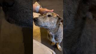 The dog was crying shorts animals emotional viralvideo [upl. by Malinin925]