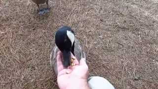 Feeding Canada geese [upl. by Nnarefinnej574]