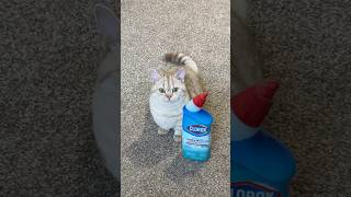 Don’t cross Milo cat cats catsofinstagram catsoftiktok funnycats catsofyoutube catlover [upl. by Uis]