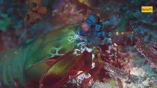 Mantis Shrimp Natures Tiny Titan MarineLife MantisShrimp NatureWonders [upl. by Ellynad]